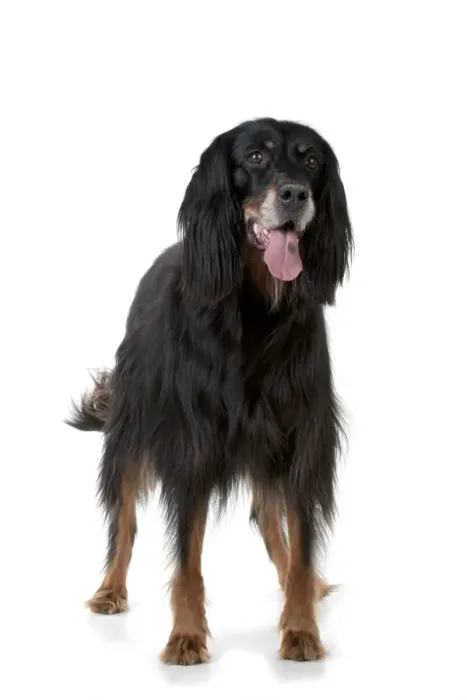 Framed Print : DOG - Gordon setter Framed Print : DOG - Gordon setter