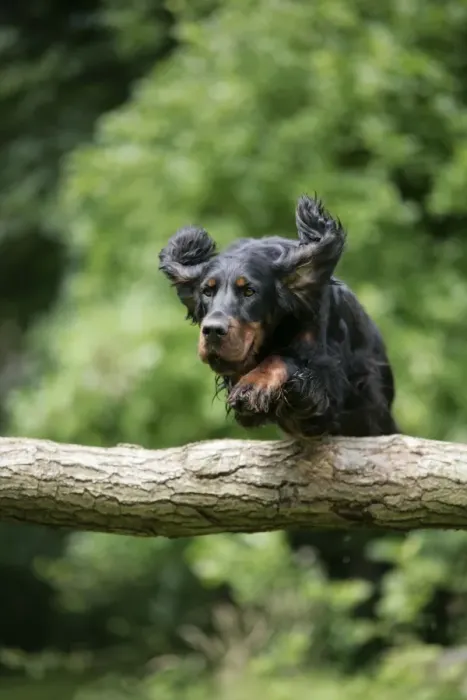 Framed Print : DOG. Gordon setter jumping over log Framed Print : DOG. Gordon setter jumping over log