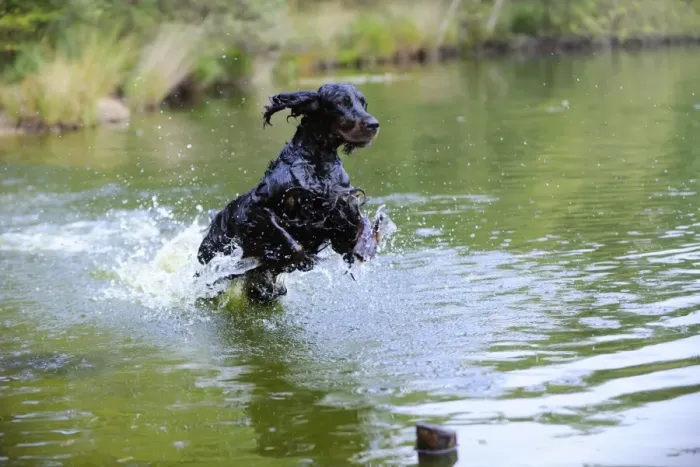 Framed Print : DOG. Gordon setter leaping through lake Framed Print : DOG. Gordon setter leaping through lake