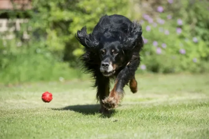 Framed Print : DOG - Gordon setter playing in garden Framed Print : DOG - Gordon setter playing in garden