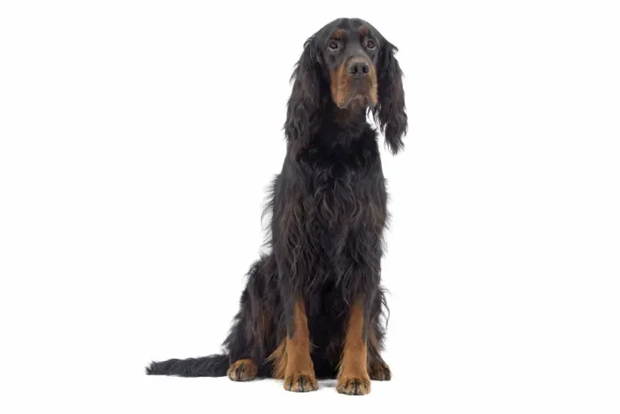 Framed Print : Dog - Gordon Setter sitting in studio Framed Print : Dog - Gordon Setter sitting in studio