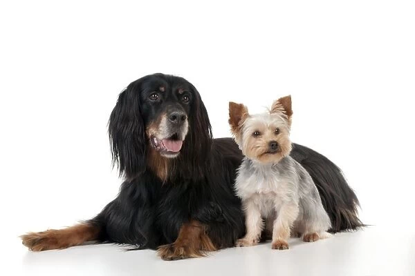 DOG - Gordon setter sitting with yorkshire terrier