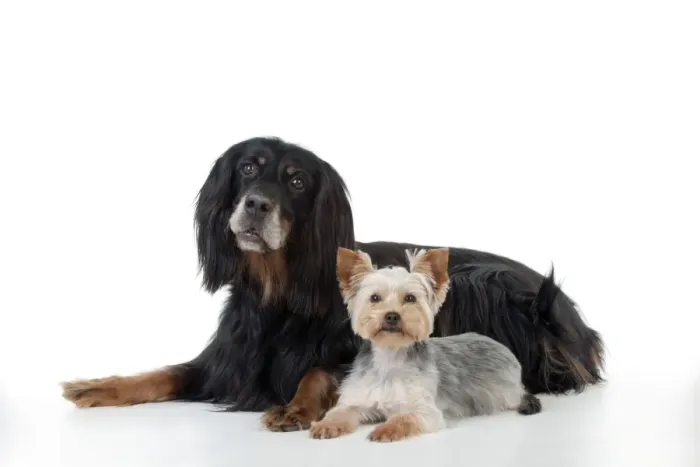 Framed Print : DOG - Gordon setter sitting with yorkshire terrier Framed Print : DOG - Gordon setter sitting with yorkshire terrier