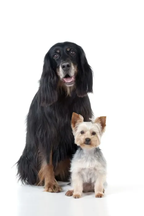 Framed Print : DOG - Gordon setter sitting with yorkshire terrier Framed Print : DOG - Gordon setter sitting with yorkshire terrier