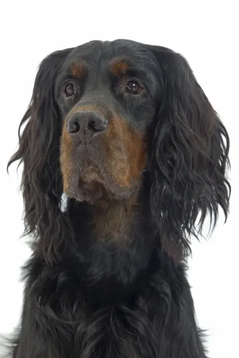 Framed Print : Dog - Gordon Setter in studio Framed Print : Dog - Gordon Setter in studio