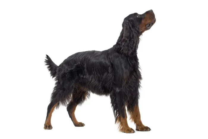 Framed Print : Dog - Gordon Setter in studio Framed Print : Dog - Gordon Setter in studio