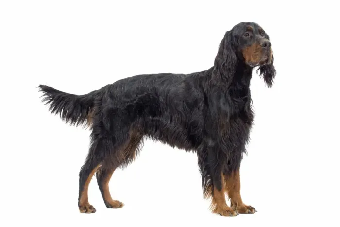 Framed Print : Dog - Gordon Setter in studio Framed Print : Dog - Gordon Setter in studio