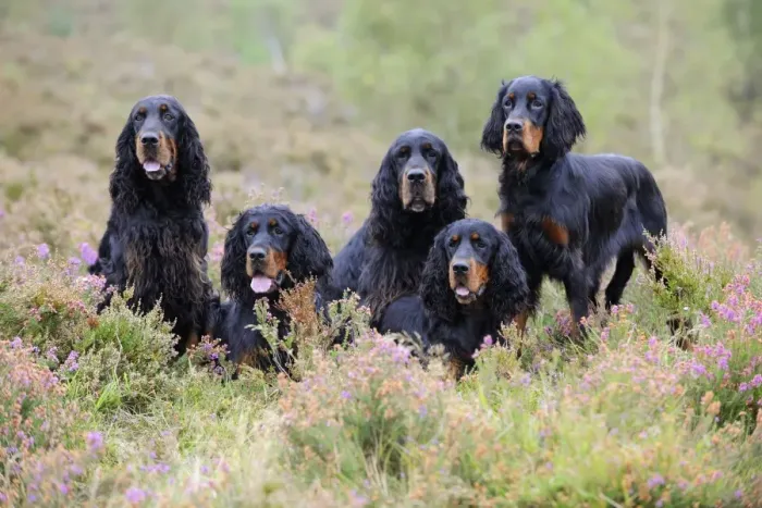Framed Print : DOG. Gordon Setters sitting in heather Framed Print : DOG. Gordon Setters sitting in heather