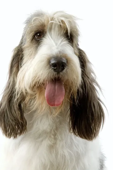 Framed Print : Dog - Grand Basset Griffon Vendeen Framed Print : Dog - Grand Basset Griffon Vendeen