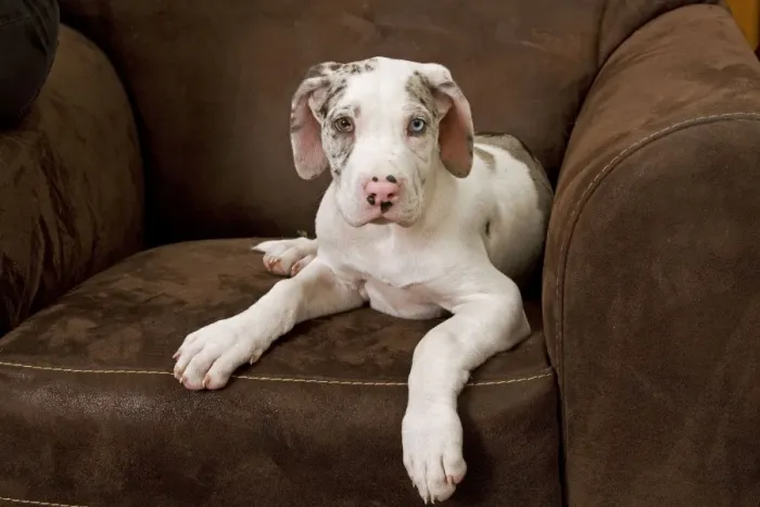 Framed Print : Dog - Great Dane - 10 week old puppy on armchair. Also known as German Mastiff / Deutsche Dogge / Dogue Allemand (French) Framed Print : Dog - Great Dane - 10 week old puppy on armchair. Also known as German Mastiff / Deutsche Dogge / Dogue Allemand (French)