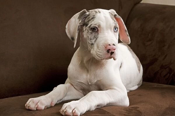 Dog - Great Dane - 10 week old puppy on armchair. Also known as German Mastiff  /  Deutsche Dogge  /  Dogue Allemand (French)