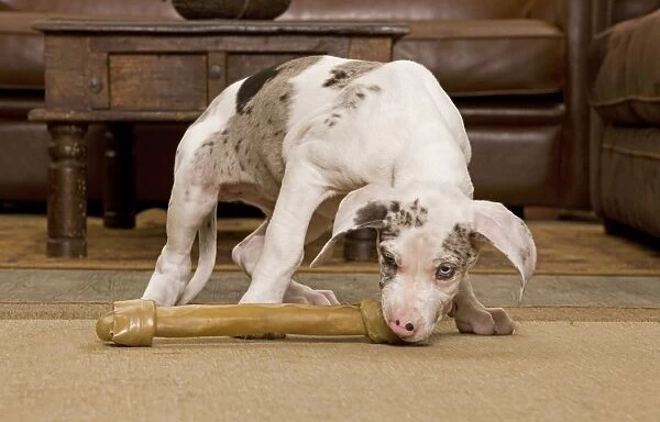 Dog - Great Dane - 10 week old puppy hiding under table. Also known as German Mastiff  /  Deutsche Dogge  /  Dogue Allemand (French)