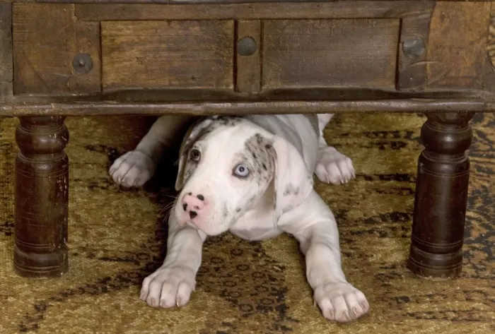 Framed Print : Dog - Great Dane - 10 week old puppy hiding under table. Also known as German Mastiff / Deutsche Dogge / Dogue Allemand (French) Framed Print : Dog - Great Dane - 10 week old puppy hiding under table. Also known as German Mastiff / Deutsche Dogge / Dogue Allemand (French)
