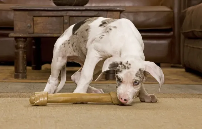 Framed Print : Dog - Great Dane - 10 week old puppy hiding under table. Also known as German Mastiff / Deutsche Dogge / Dogue Allemand (French) Framed Print : Dog - Great Dane - 10 week old puppy hiding under table. Also known as German Mastiff / Deutsche Dogge / Dogue Allemand (French)