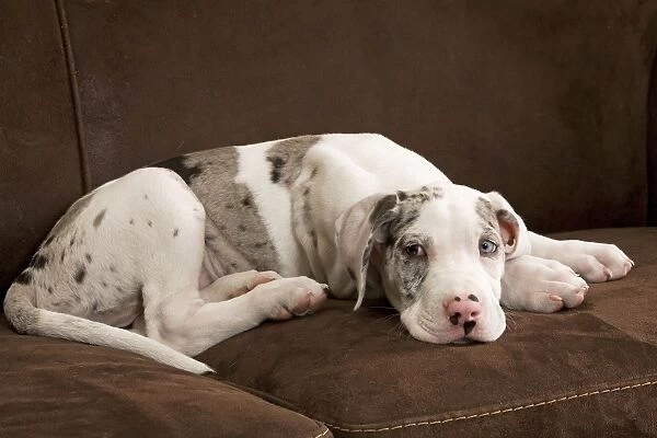 Dog - Great Dane - 10 week old puppy on sofa. Odd eyes. Also known as German Mastiff  /  Deutsche Dogge  /  Dogue Allemand (French)