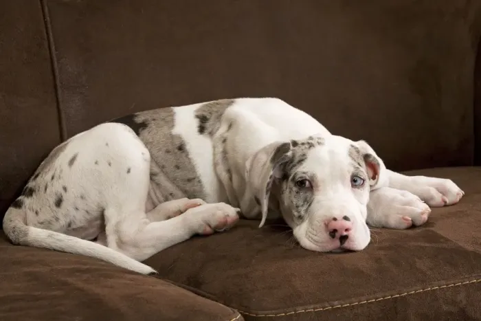 Framed Print : Dog - Great Dane - 10 week old puppy on sofa. Odd eyes. Also known as German Mastiff / Deutsche Dogge / Dogue Allemand (French) Framed Print : Dog - Great Dane - 10 week old puppy on sofa. Odd eyes. Also known as German Mastiff / Deutsche Dogge / Dogue Allemand (French)