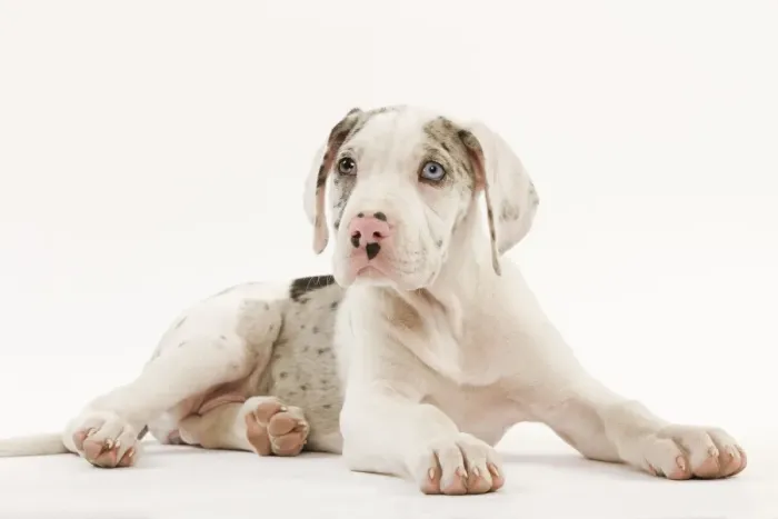 Framed Print : Dog - Great Dane - 10 week old puppy in studio. Also known as German Mastiff / Deutsche Dogge / Dogue Allemand (French) Framed Print : Dog - Great Dane - 10 week old puppy in studio. Also known as German Mastiff / Deutsche Dogge / Dogue Allemand (French)