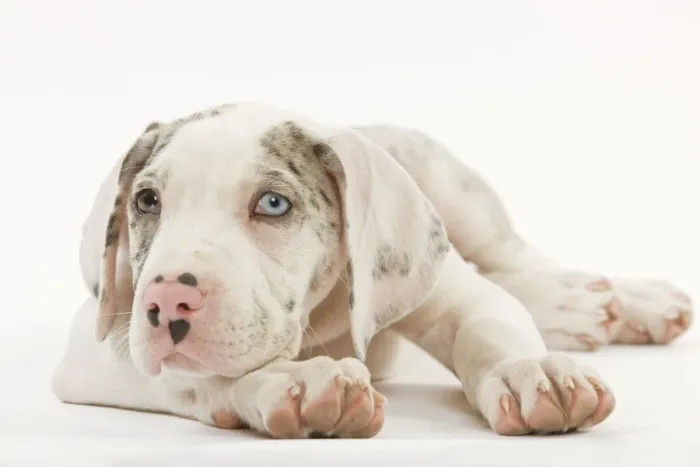 Framed Print : Dog - Great Dane - 10 week old puppy in studio. Odd eyes. Also known as German Mastiff / Deutsche Dogge / Dogue Allemand (French) Framed Print : Dog - Great Dane - 10 week old puppy in studio. Odd eyes. Also known as German Mastiff / Deutsche Dogge / Dogue Allemand (French)