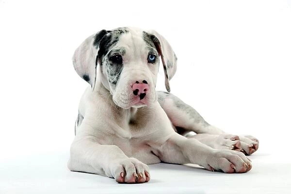 Dog - Great Dane  /  German Mastiff  /  Deutsche Dogge  /  Dogue Allemand (French) - 10 week old puppy lying down
