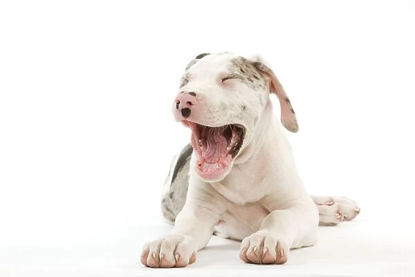 Dog - Great Dane  /  German Mastiff  /  Deutsche Dogge  /  Dogue Allemand (French) - 10 week old puppy yawning