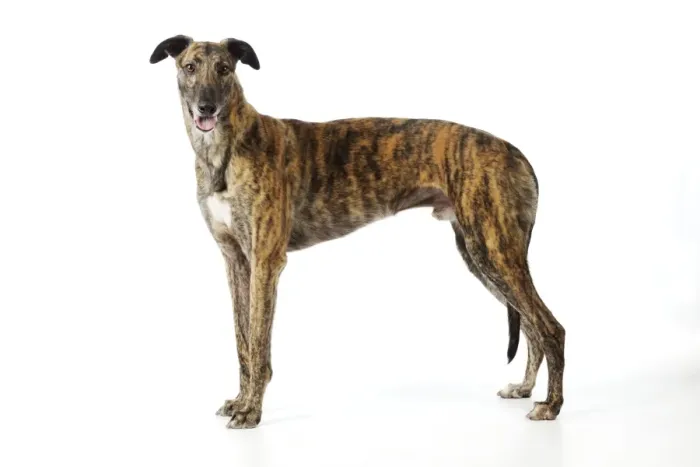 Framed Print : DOG. Greyhound Framed Print : DOG. Greyhound