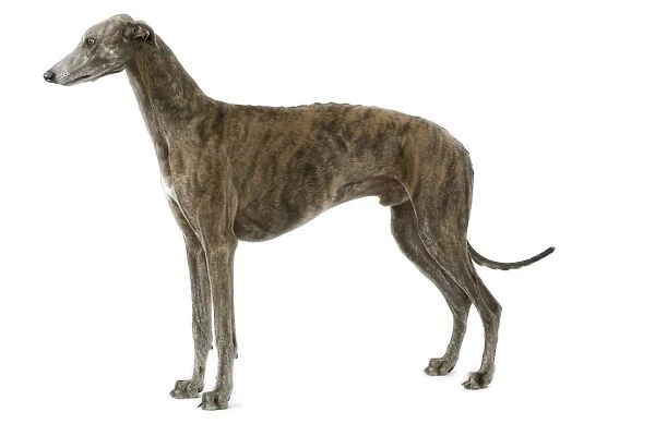 Dog - Greyhound