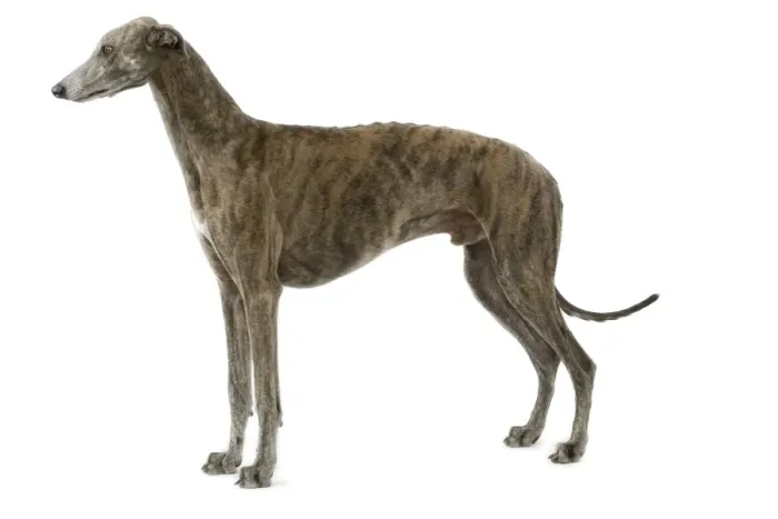 Framed Print : Dog - Greyhound Framed Print : Dog - Greyhound
