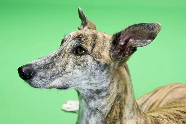Dog - Greyhound - female