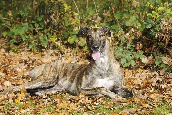 DOG. Greyhound in leaves