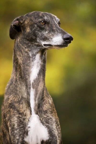 Dog - Greyhound sitting outside