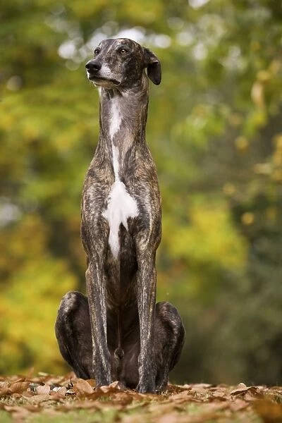 Dog - Greyhound sitting outside