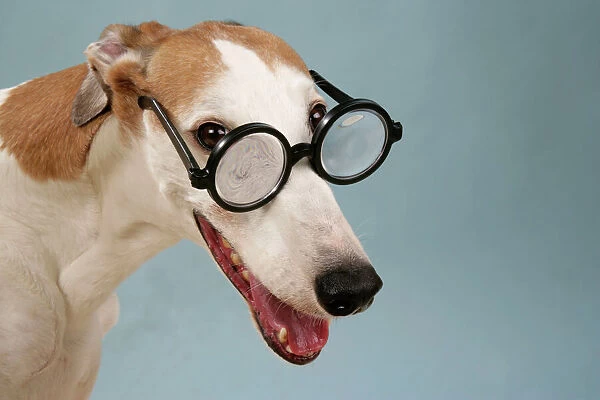 Dog - Greyhound wearing joke magnifying glasses
