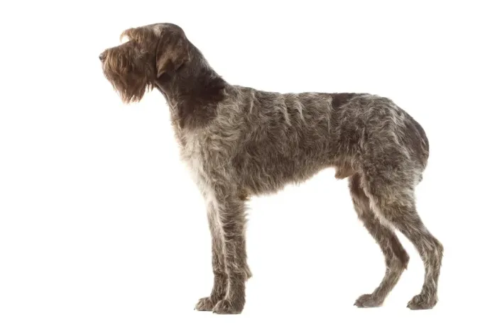 Framed Print : Dog - Griffon Korthals German Wire-haired Pointer - Standing up