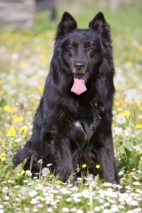 Framed Print : Dog - Groenendael / Belgian Shepherd Dog. Also known as Chien de Berger Belge Framed Print : Dog - Groenendael / Belgian Shepherd Dog. Also known as Chien de Berger Belge