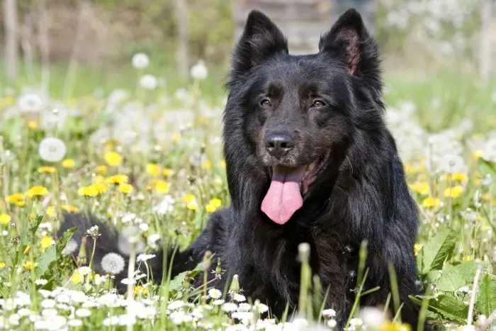 Framed Print : Dog - Groenendael / Belgian Shepherd Dog. Also known as Chien de Berger Belge Framed Print : Dog - Groenendael / Belgian Shepherd Dog. Also known as Chien de Berger Belge