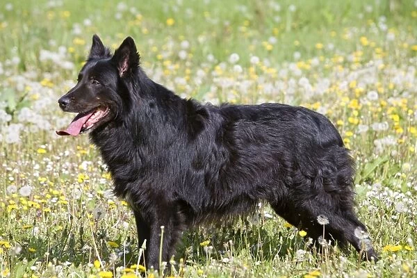 Dog - Groenendael  /  Belgian Shepherd Dog. Also known as Chien de Berger Belge