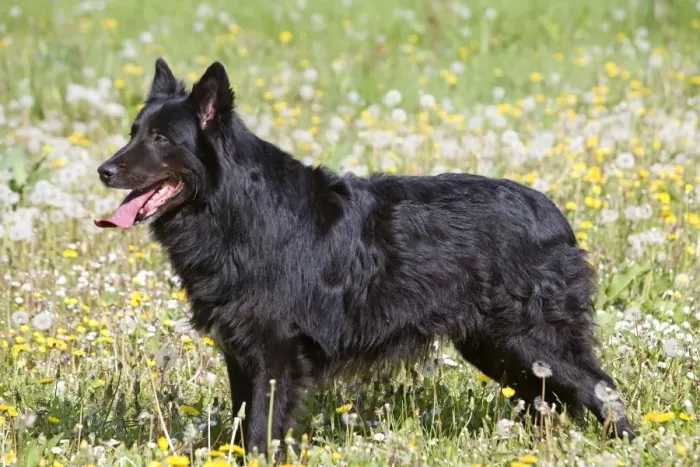 Framed Print : Dog - Groenendael  /  Belgian Shepherd Dog. Also known as Chien de Berger Belge