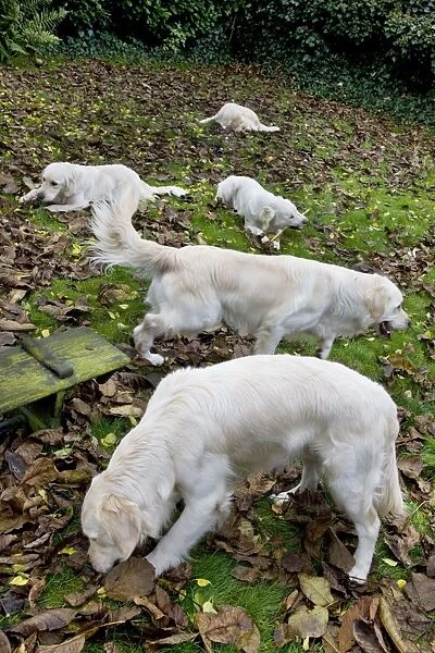 Dog - group of Golden Retrievers in garden
