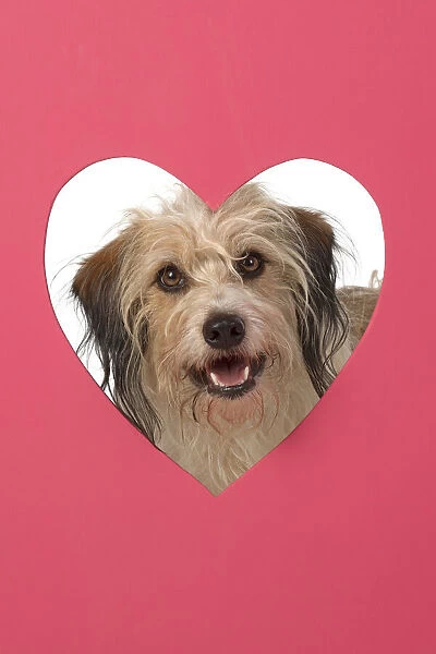 DOG. hairy cross breed, looking through pink heart shaped hole, cute, studio