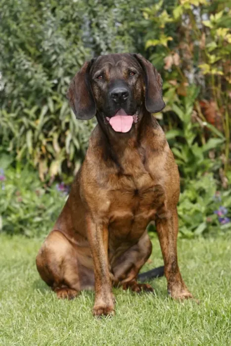 Framed Print : Dog - Hanover Hound - hunting dog - sitting down in garden - Germany Framed Print : Dog - Hanover Hound - hunting dog - sitting down in garden - Germany
