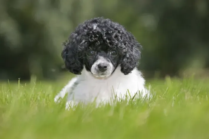 Framed Print : Dog - Harlequin Poodle - puppy Framed Print : Dog - Harlequin Poodle - puppy