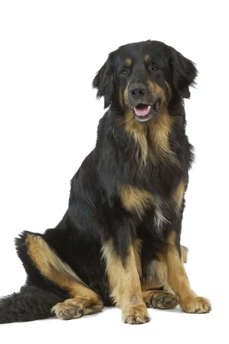 Framed Print : Dog - Hovawart in studio Framed Print : Dog - Hovawart in studio
