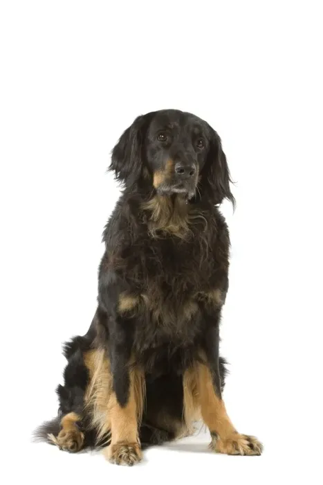Framed Print : Dog - Hovawart in studio Framed Print : Dog - Hovawart in studio
