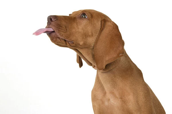 DOG. Hungarian Vizsla puppy (11 weeks old ) sitting looking at the camera, tongue out, studio