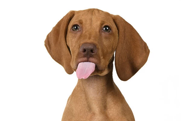 DOG. Hungarian Vizsla puppy (11 weeks old ) sitting looking at the camera, tongue out, studio