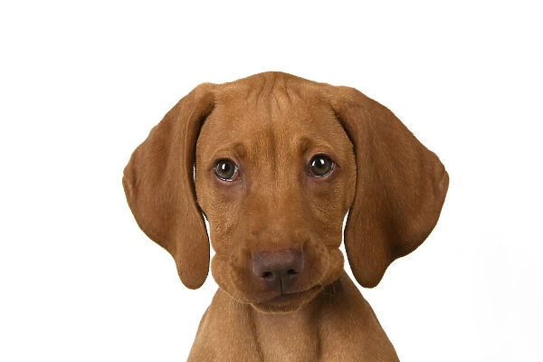 DOG. Hungarian Vizsla puppy (11 weeks old ) sitting looking at the camera, head & shoulders, studio