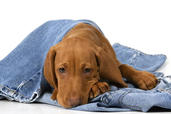 DOG. Hungarian Vizsla puppy (11 weeks old ) laying on denim jeans, studio