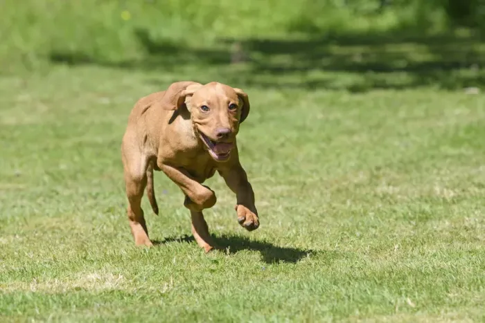 Framed Print : DOG. Hungarian Vizsla puppy (11 weeks old ) running in a garden Framed Print : DOG. Hungarian Vizsla puppy (11 weeks old ) running in a garden