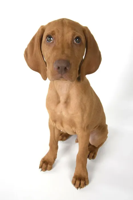 Framed Print : DOG. Hungarian Vizsla puppy (11 weeks old ) sitting looking at the camera, studio Framed Print : DOG. Hungarian Vizsla puppy (11 weeks old ) sitting looking at the camera, studio