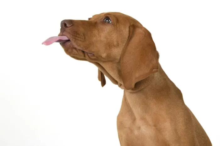 Framed Print : DOG. Hungarian Vizsla puppy (11 weeks old ) sitting looking at the camera, tongue out, studio Framed Print : DOG. Hungarian Vizsla puppy (11 weeks old ) sitting looking at the camera, tongue out, studio